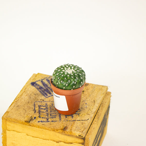 Parodia ottonis - Indian Head Cactus 5.5cm H12cm