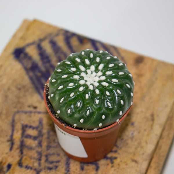 Parodia ottonis - Indian Head Cactus 5.5cm H12cm