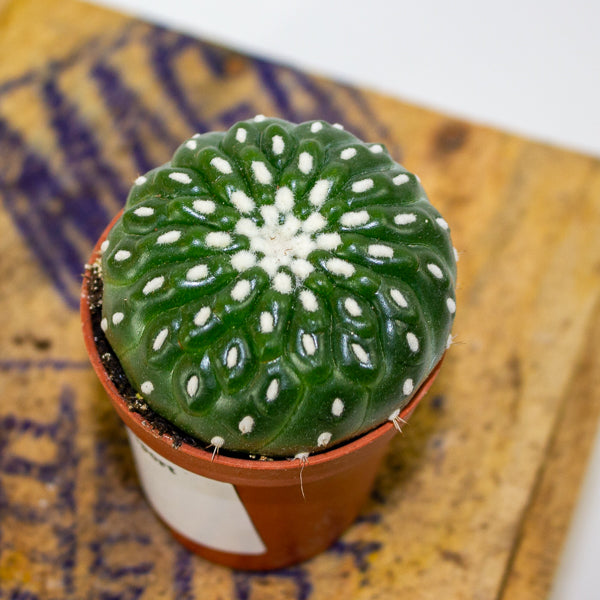 Parodia ottonis - Indian Head Cactus 5.5cm H12cm