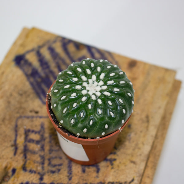 Parodia ottonis - Indian Head Cactus 5.5cm H12cm