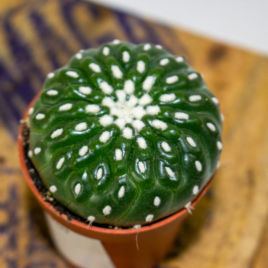 Parodia ottonis - Indian Head Cactus 5.5cm H12cm