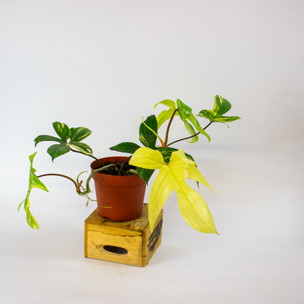 Philodendron florida beauty 14cm H40cm