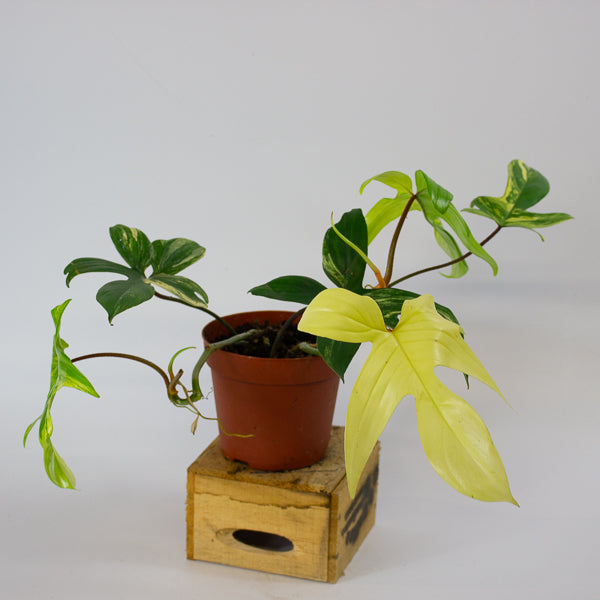 Philodendron florida beauty 14cm H40cm