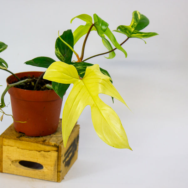 Philodendron florida beauty 14cm H40cm