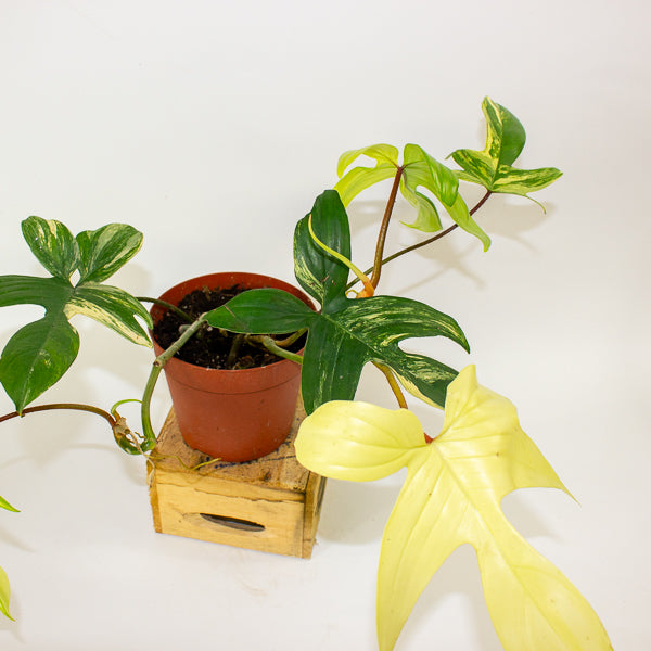 Philodendron florida beauty 14cm H40cm