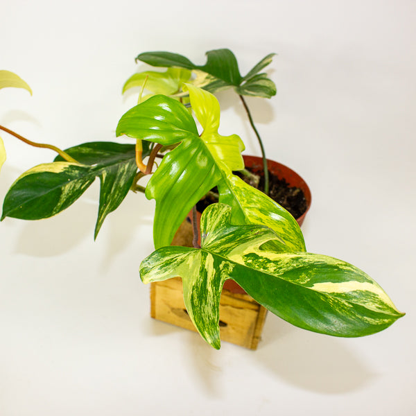Philodendron florida beauty 14cm H40cm