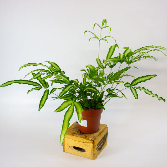 Pteris Albolineata - silver ribbon fern 12cm H35cm