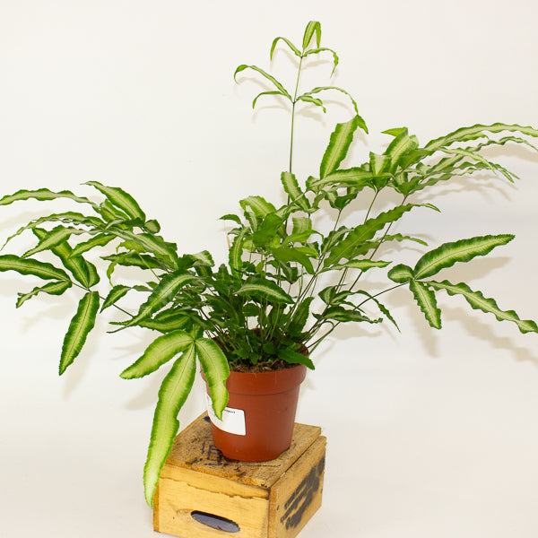 Pteris Albolineata - silver ribbon fern 12cm H35cm