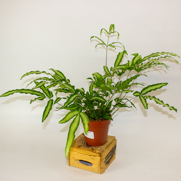 Pteris Albolineata - silver ribbon fern 12cm H35cm