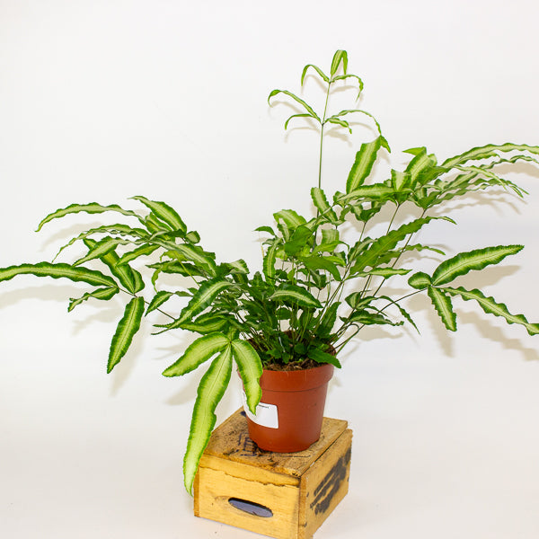 Pteris Albolineata - silver ribbon fern 12cm H35cm