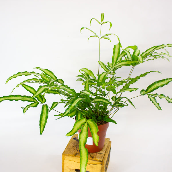 Pteris Albolineata - silver ribbon fern 12cm H35cm