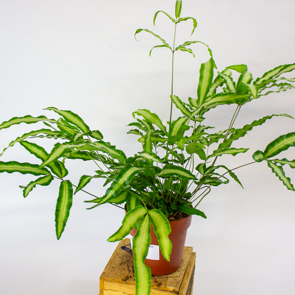 Pteris Albolineata - silver ribbon fern 12cm H35cm