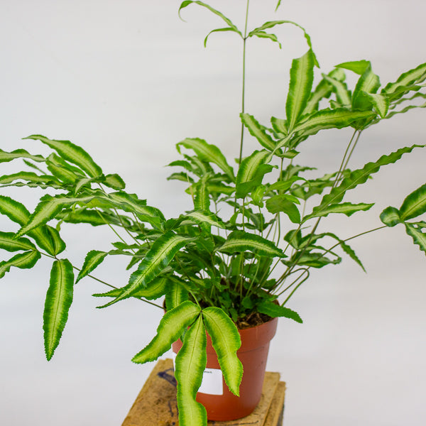 Pteris Albolineata - silver ribbon fern 12cm H35cm