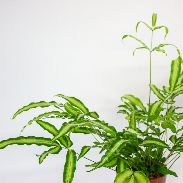 Pteris Albolineata - silver ribbon fern 12cm H35cm