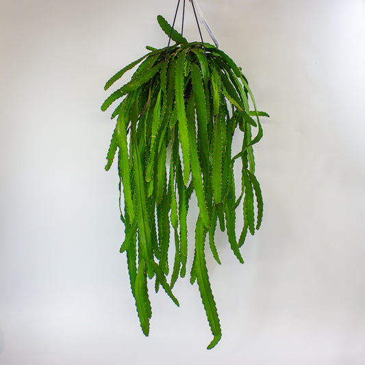 Rhipsalis Monacantha 14cm H50cm