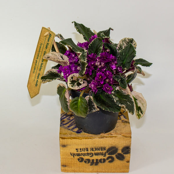 Saintpaulia ionantha variegata - African Violet 12cm H15cm