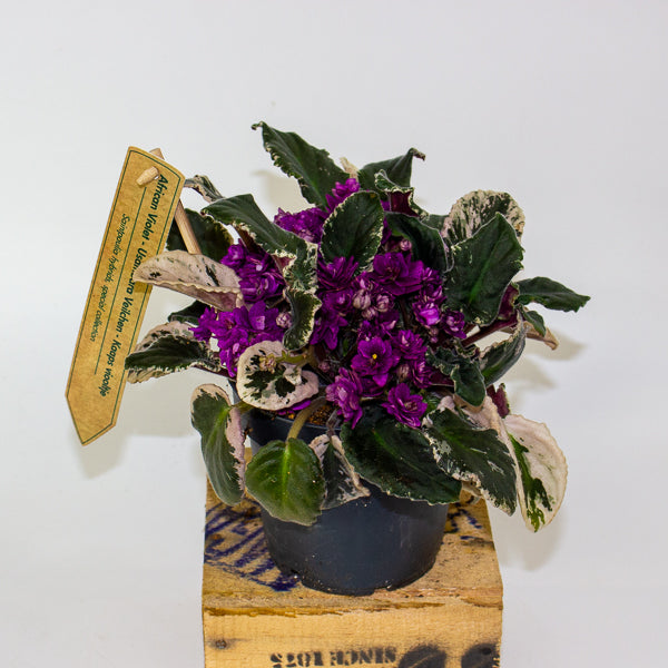 Saintpaulia ionantha variegata - African Violet 12cm H15cm