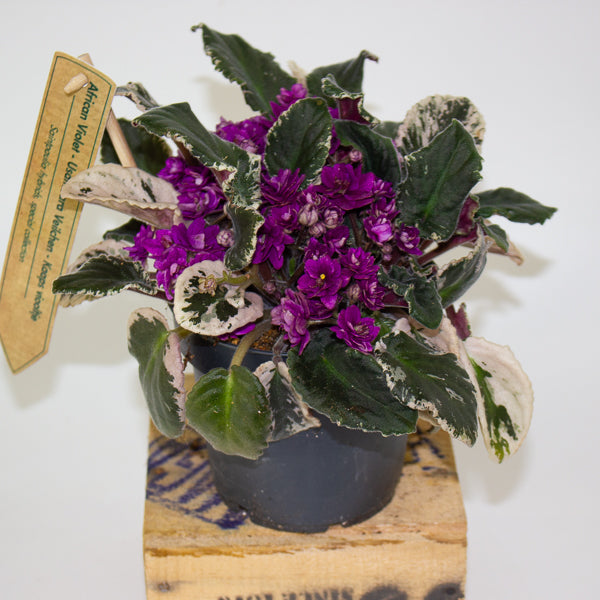 Saintpaulia ionantha variegata - African Violet 12cm H15cm