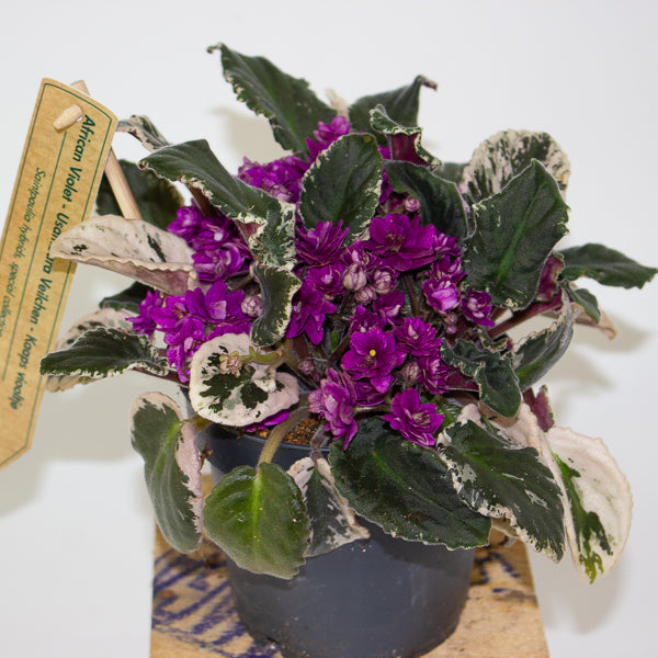 Saintpaulia ionantha variegata - African Violet 12cm H15cm