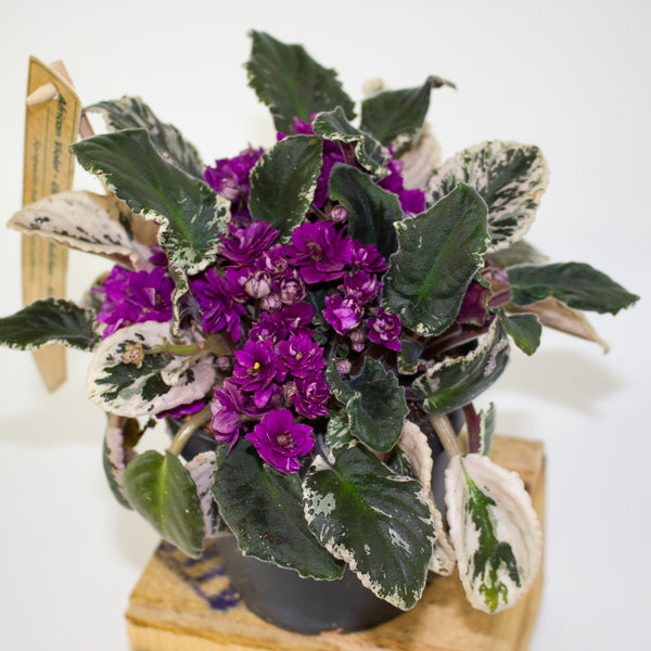 Saintpaulia ionantha variegata - African Violet 12cm H15cm