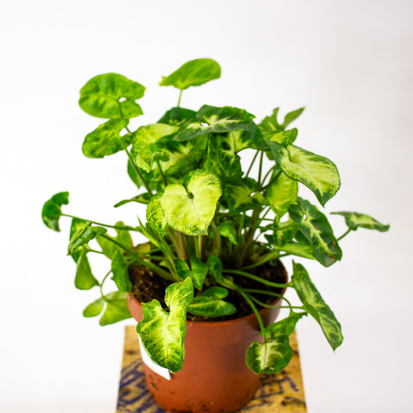 Syngonium Pixie 12cm H20cm