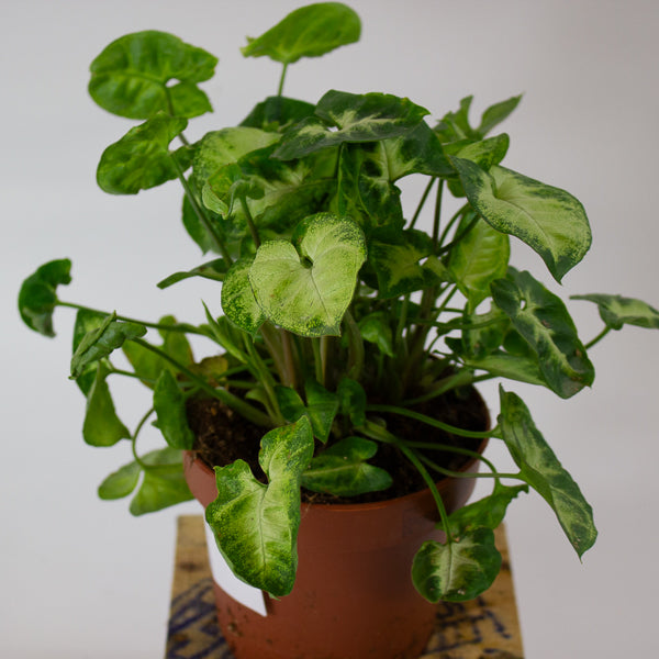 Syngonium Pixie 12cm H20cm