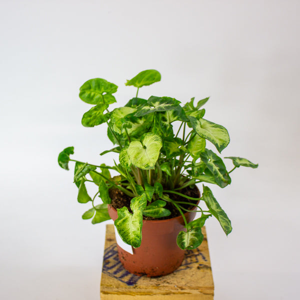 Syngonium Pixie 12cm H20cm