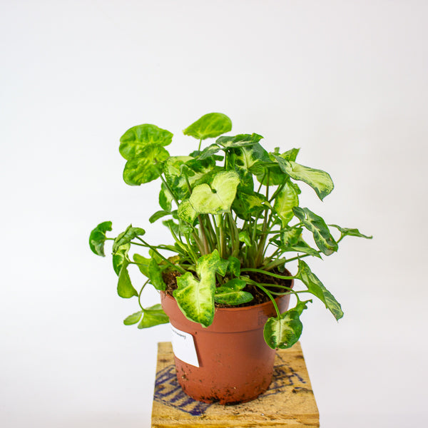 Syngonium Pixie 12cm H20cm