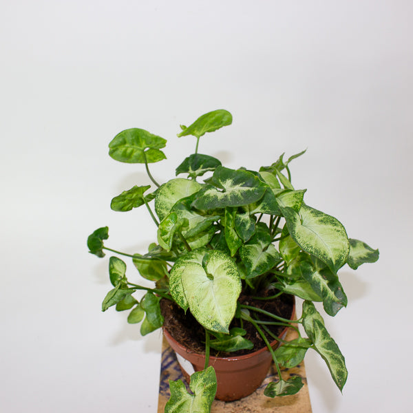 Syngonium Pixie 12cm H20cm