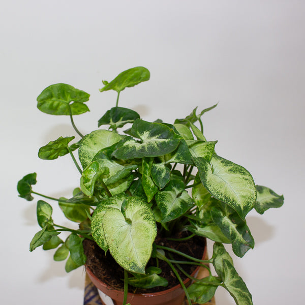 Syngonium Pixie 12cm H20cm