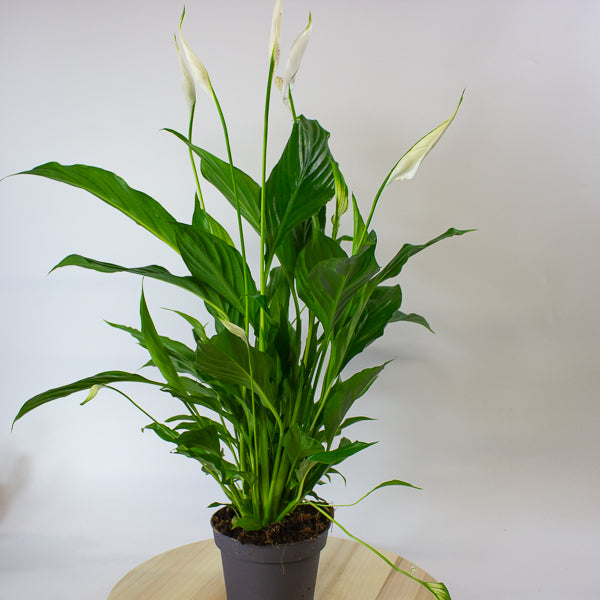 Straus Peace Lily - Spathiphyllum Straus Ø13cm H50cm