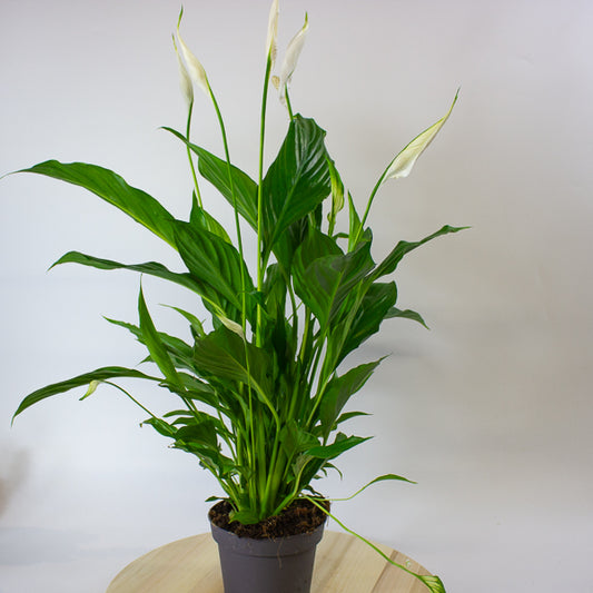 Straus Peace Lily - Spathiphyllum Straus Ø13cm H50cm