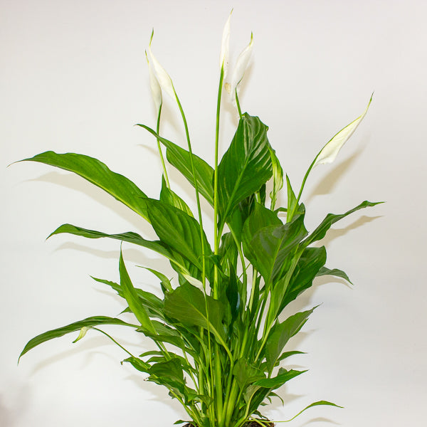 Straus Peace Lily - Spathiphyllum Straus Ø13cm H50cm