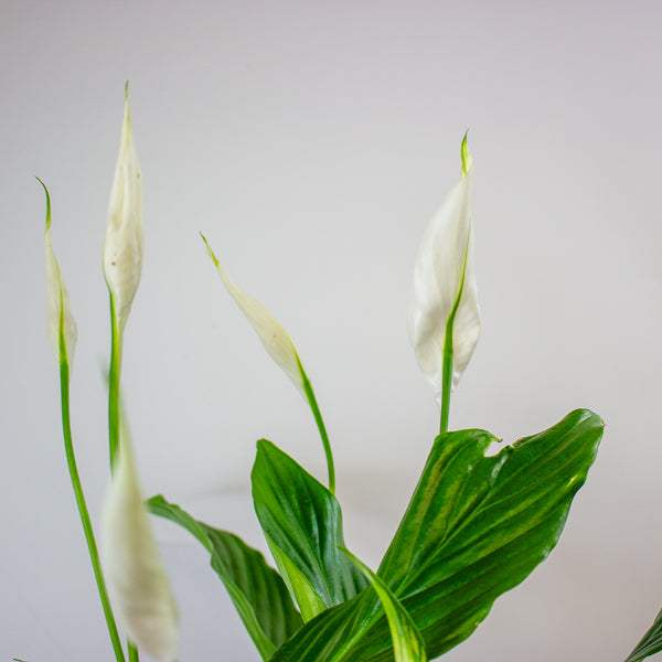 Straus Peace Lily - Spathiphyllum Straus Ø13cm H50cm
