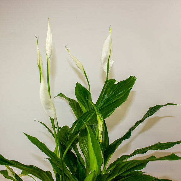 Straus Peace Lily - Spathiphyllum Straus Ø13cm H50cm