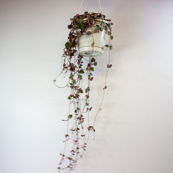 Ceropegia woodii Variegata 14cm H65cm