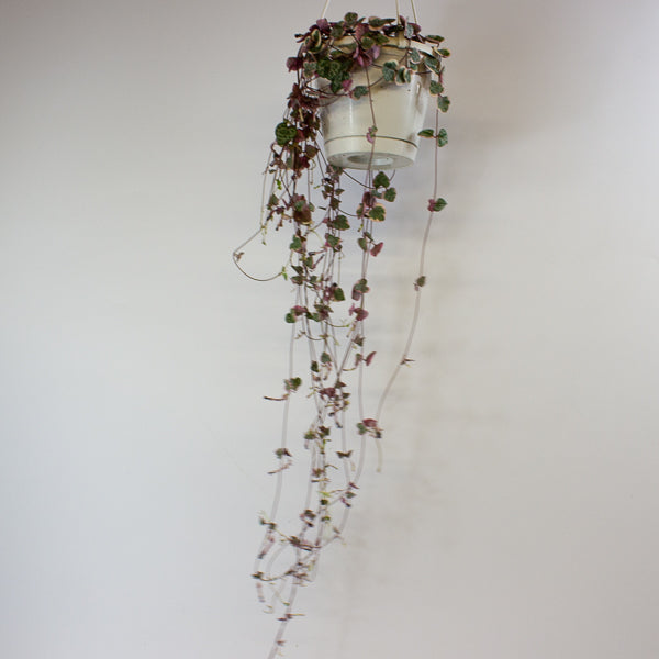 Ceropegia woodii Variegata 14cm H65cm