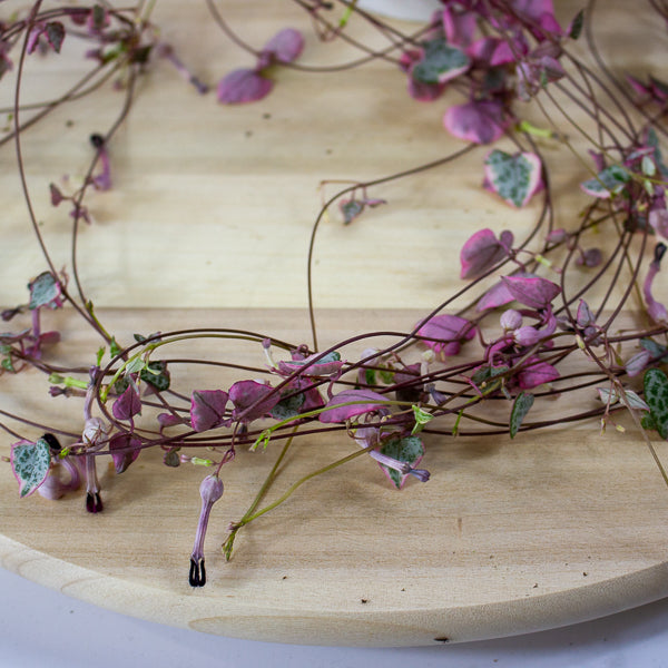 Ceropegia woodii Variegata 14cm H65cm