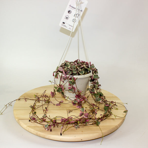 Ceropegia woodii Variegata 14cm H65cm