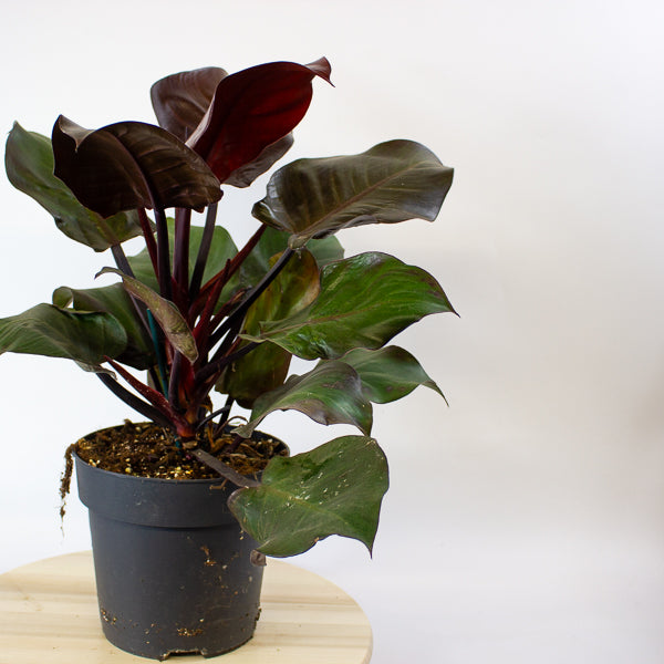 Philodendron Cherry Red 19cm H40cm