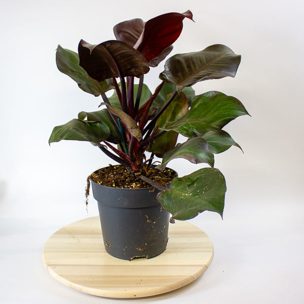 Philodendron Cherry Red 19cm H40cm