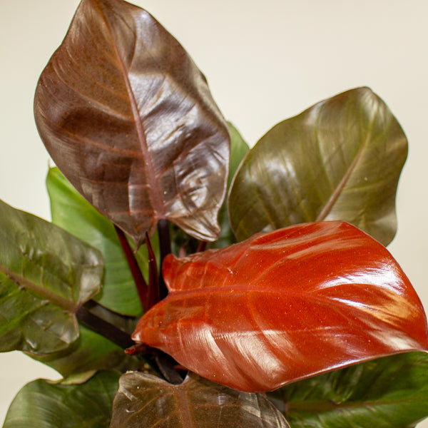 Philodendron Cherry Red 19cm H40cm