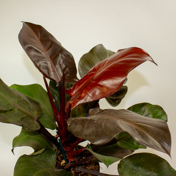 Philodendron Cherry Red 19cm H40cm