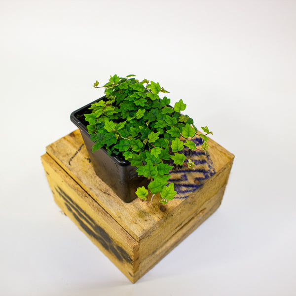 Ficus quercifolia (Oak Leaf Ficus)