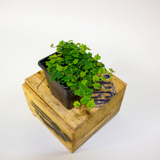 Ficus quercifolia (Oak Leaf Ficus)