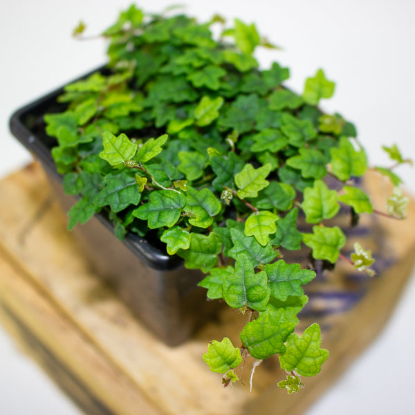Ficus quercifolia (Oak Leaf Ficus)