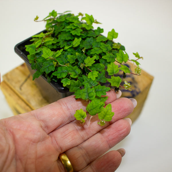 Ficus quercifolia (Oak Leaf Ficus)
