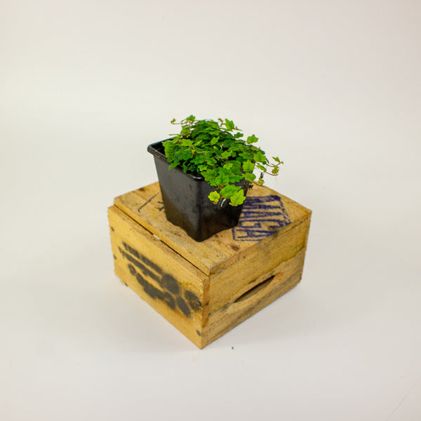 Ficus quercifolia (Oak Leaf Ficus)