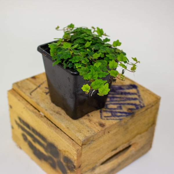 Ficus quercifolia (Oak Leaf Ficus)