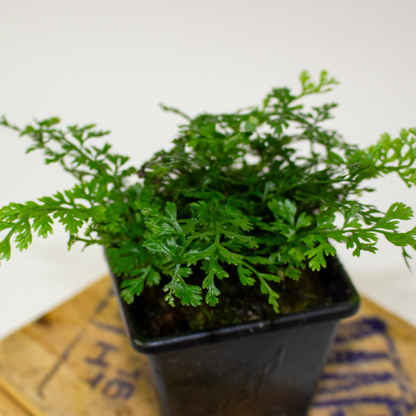 Bolbitis Heteroclita Difformis